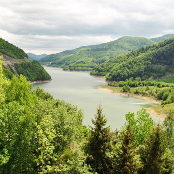 siriu_cat_img-350x350-1