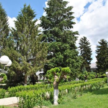 101688354_904053196738124_8984084183135551488_o-350x350