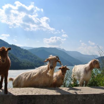 101799977_904714106672033_4787158058356703232_o-350x350