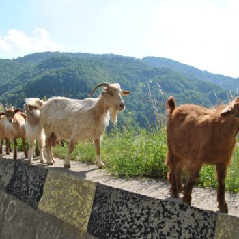 101813828_904714143338696_263642633274916864_o-350x350