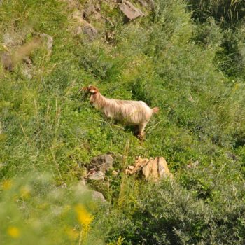 102365975_904714460005331_5711048752572137472_o-350x350