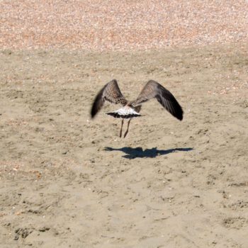 103244124_922107054932738_1307854094044267615_o-350x350