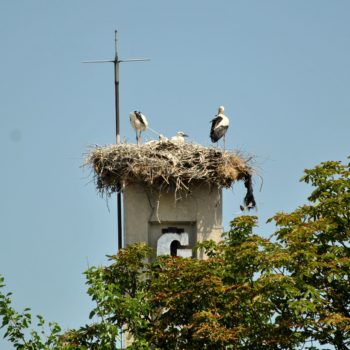 103768103_909076269569150_4869712153075025884_o-350x350