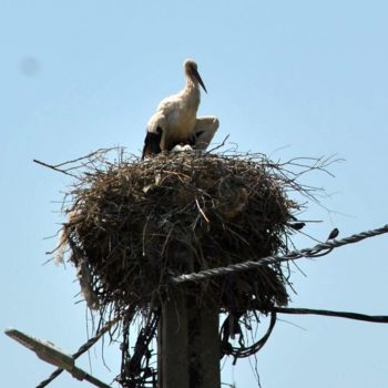 103963725_909076366235807_8202634678822622972_o-350x350