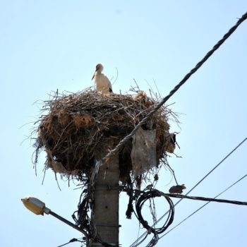 103990517_909076422902468_2079729276194638298_o-350x350