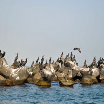 104020463_911974589279318_129808945489480594_o-350x350