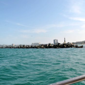 104049213_911974505945993_5644213706252209711_o-350x350