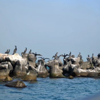 104099813_911974545945989_5647836818809574531_o-350x350