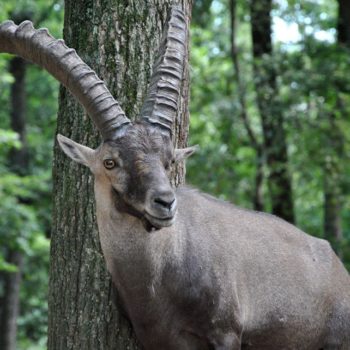 106915332_926632314480212_7894854538975629581_o-350x350