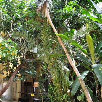 106942020_926631774480266_6048534235353348117_o-350x350