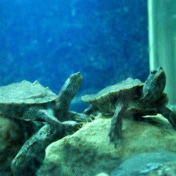 106986236_926632581146852_1693521702665994979_o-350x350