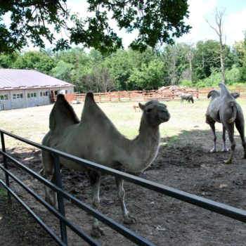 106990078_926631724480271_7564025645824183776_o-350x350