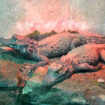 107037339_926632547813522_7587887008592713636_o-350x350