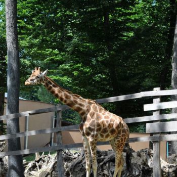 107053663_926632234480220_6067783270966498639_o-350x350