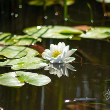 107065225_927048387771938_7827686815311899606_o-350x350