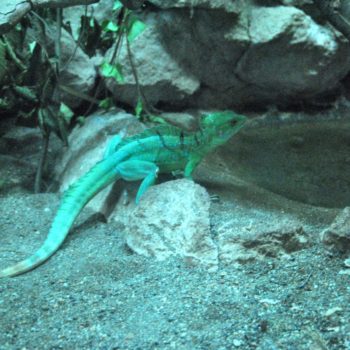 107082170_926632467813530_5051293548180959668_o-350x350