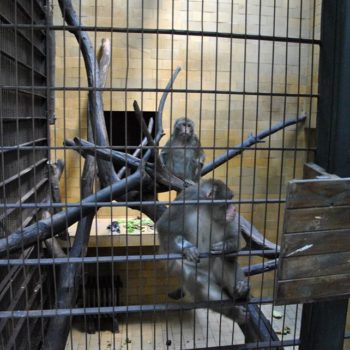 107099271_926631824480261_8584162518900138610_o-350x350