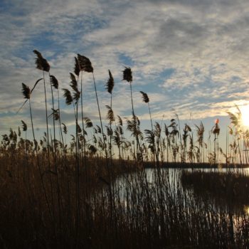 107914947_932899937186783_467064534059804860_o-350x350