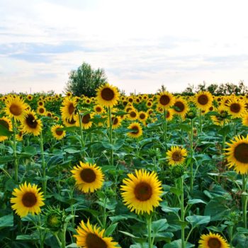 108048320_934257693717674_4199871360963210951_o-350x350