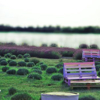 108198436_934257833717660_882601213348166784_o-350x350