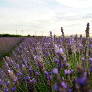 108420908_934257750384335_1277637605459499608_o-350x350