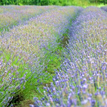 108819982_934257963717647_637254339834996618_o-350x350