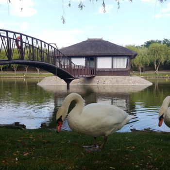 114485518_942353069574803_4290081039926407054_o-350x350