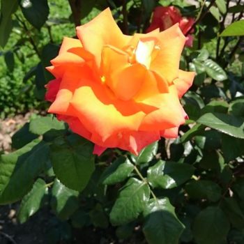 27164618_362238784252904_1324791880843703821_o-350x350