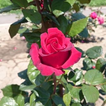 27173095_362238837586232_9093296532444373881_o-350x350