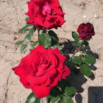 27173669_362238944252888_8939867470139080850_o-350x350