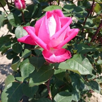 27355917_362238740919575_4553474039641292678_o-350x350