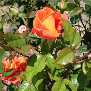 27356317_362238780919571_876302096678437595_o-350x350