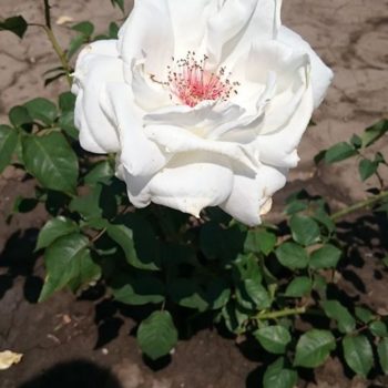 27500627_362238834252899_2791661611655161569_o-350x350