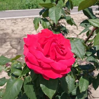 27500985_362238737586242_2801771306577452573_o-350x350