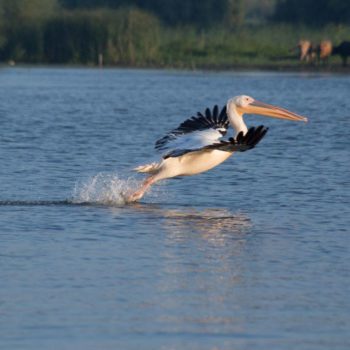 28827905_382654452211337_7176655189014016540_o-350x350