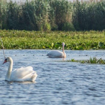 29064438_382654465544669_4490010958337194824_o-350x350