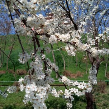 29872016_391270218016427_3959200649868282296_o-350x350