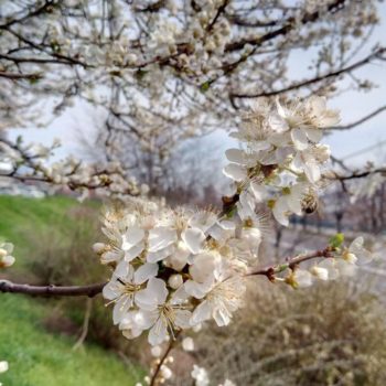 29872304_391269998016449_4915785021423644086_o-350x350