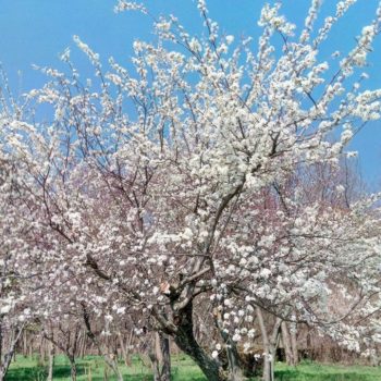 29872607_391270051349777_8415229659269519930_o-350x350