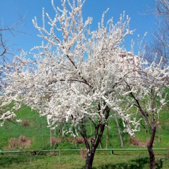 29872879_391270168016432_4462652425370995328_o-350x350