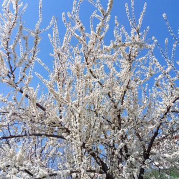 29983123_391270244683091_7425778776570217278_o-350x350