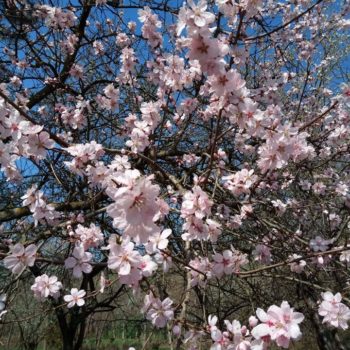 29983267_391270071349775_5607623787357572080_o-350x350