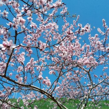 30052250_391270128016436_1882614581012697241_o-350x350