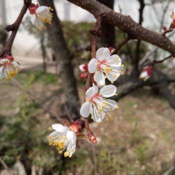 30052444_391269994683116_8938071024200277909_o-350x350