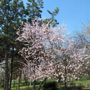 30073334_391270108016438_5182633288533196364_o-350x350