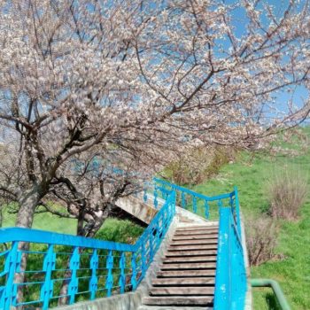 30167553_391270018016447_9149446962556563803_o-350x350