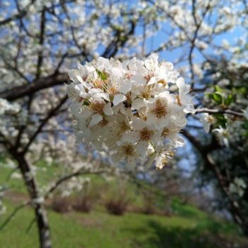 30167926_391270111349771_2301235624759394281_o-350x350