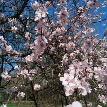 30168165_391270054683110_7711450245540246_o-350x350