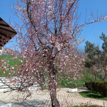 30425258_391270171349765_1141916462450347977_o-350x350