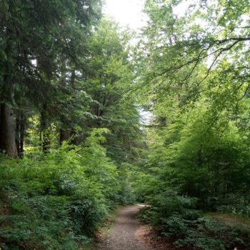 35306052_419723298504452_6203385178744684544_o-350x350